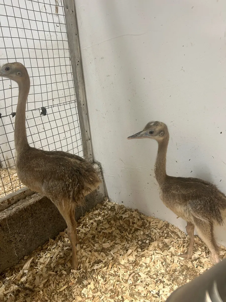 Rhea/emu and alpaca - Image 1