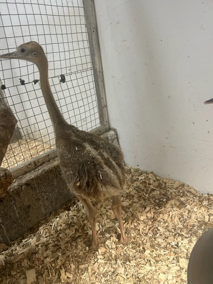 Rhea/emu and alpaca - Image 2