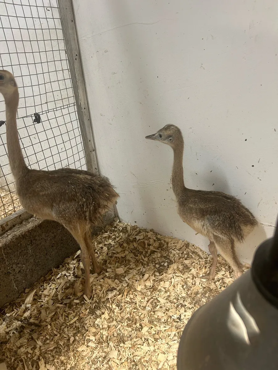 Rhea/emu and alpaca - Image 3