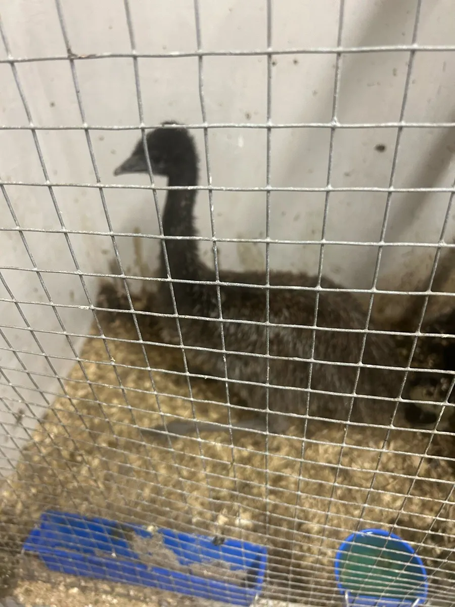 Rhea/emu and alpaca - Image 4