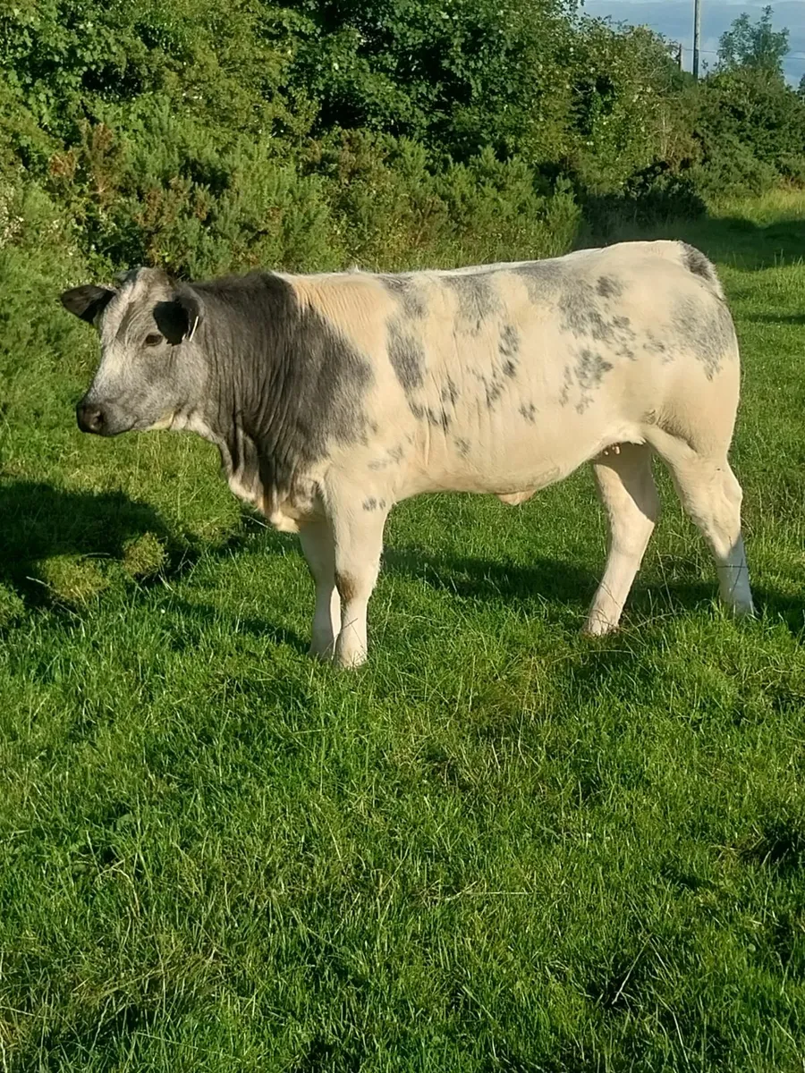 7 Belgian Blue Heifers at Ballinasloe Mart on 19/7 - Image 1