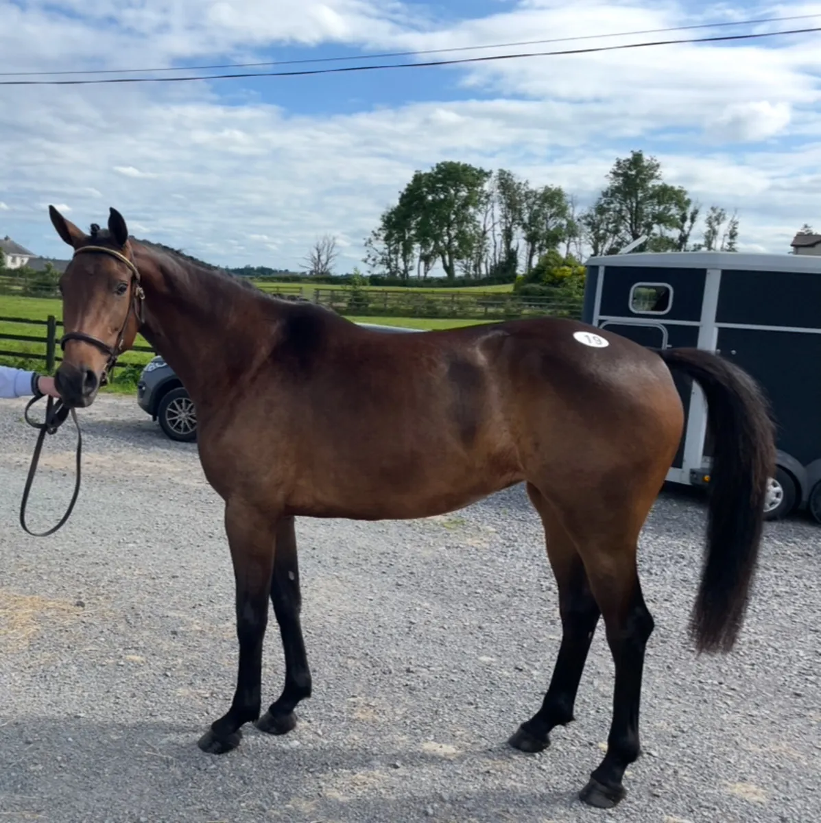 3 Year Old Filly - DS Are You With Me - Image 1