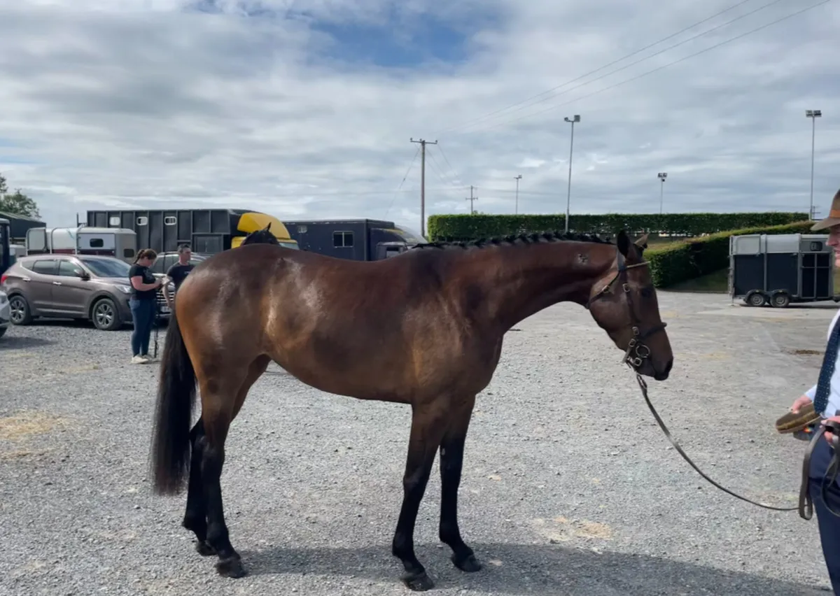 3 Year Old Filly - DS Are You With Me - Image 2