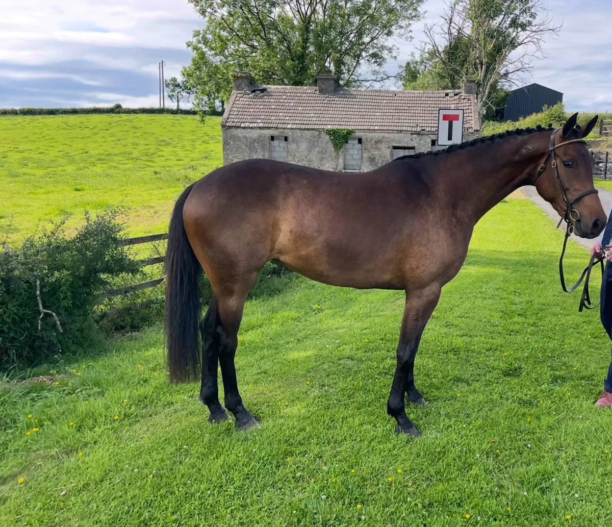 3 Year Old Filly - DS Are You With Me - Image 3