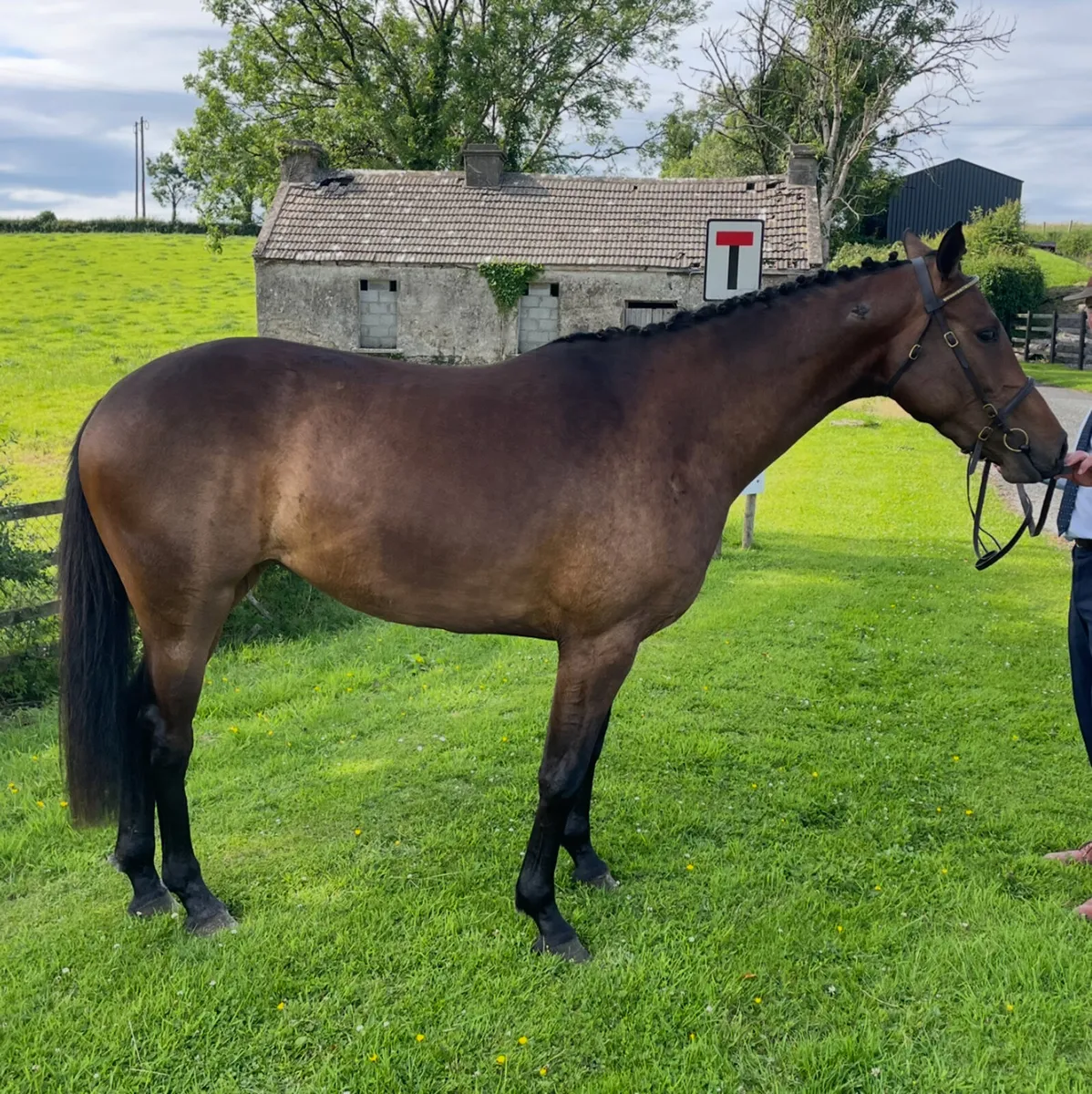 3 Year Old Filly - DS Are You With Me - Image 4