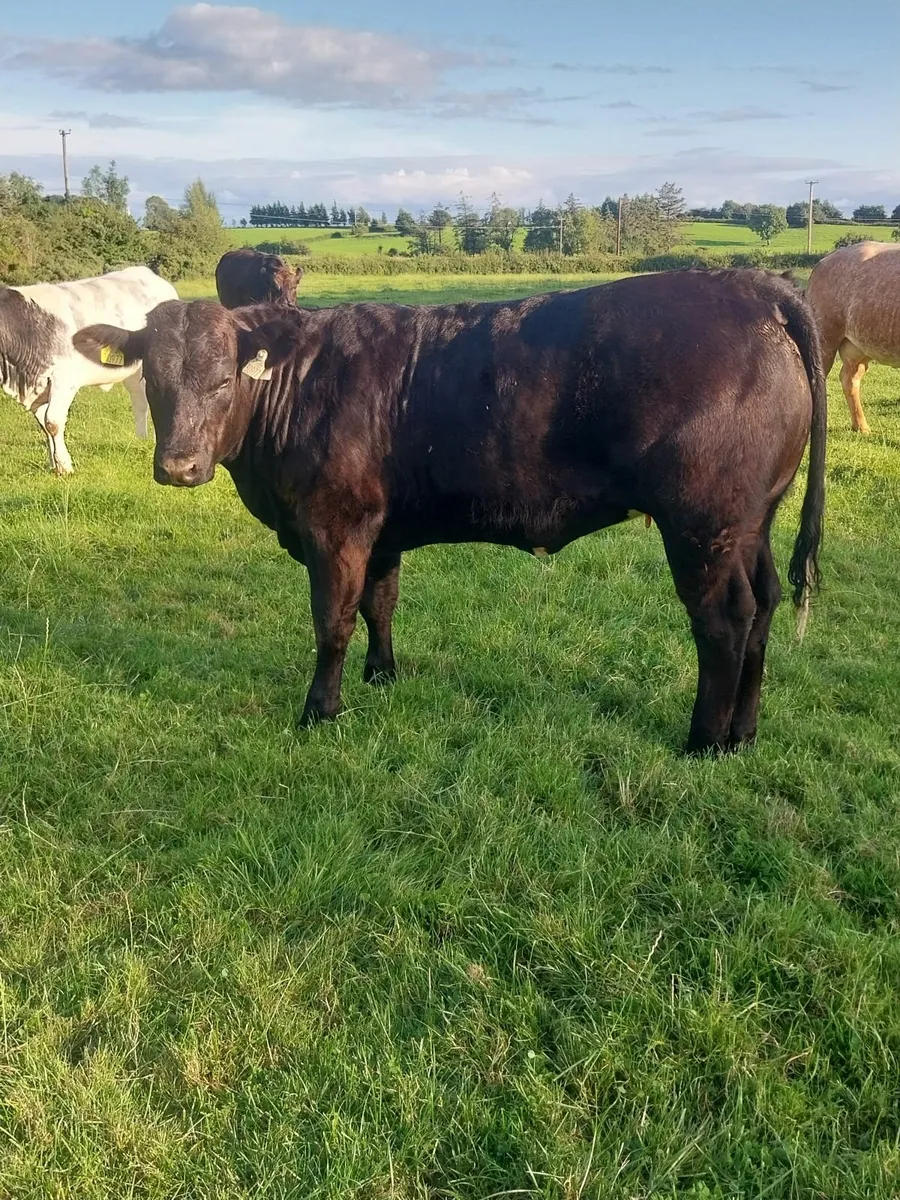 7 Belgian Blue Heifers at Ballinasloe Mart on 19/7 - Image 2