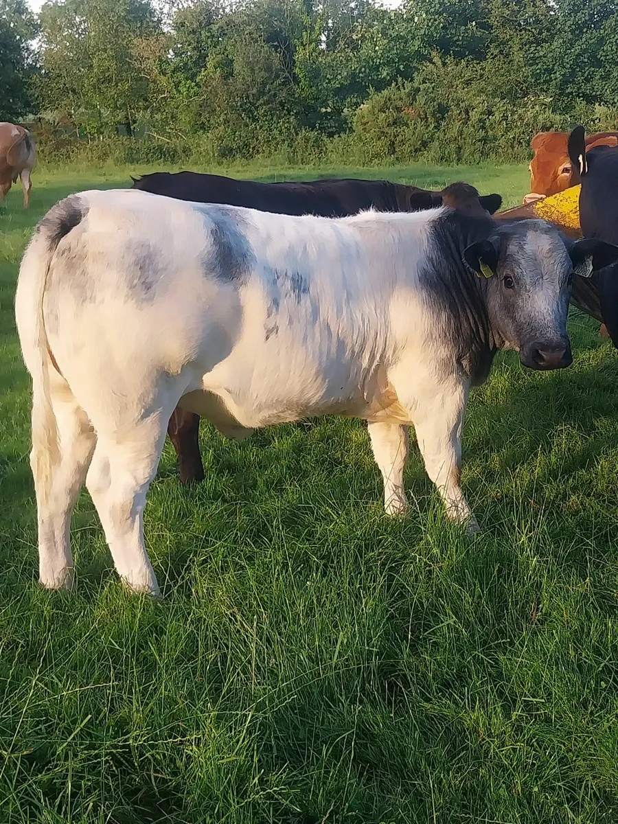 7 Belgian Blue Heifers at Ballinasloe Mart on 19/7 - Image 3