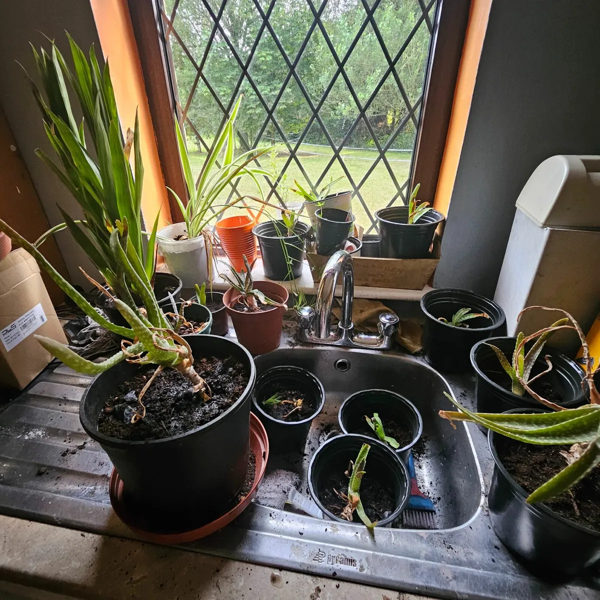 FREE 50 aloe vera plants