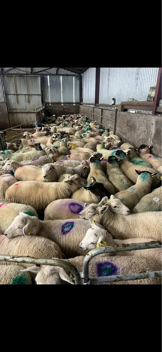 200 fresh south of Ireland stores 🔥 - Image 1