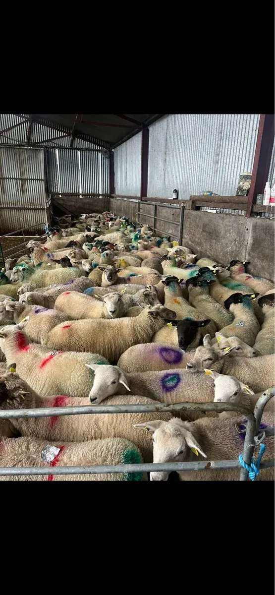 200 fresh south of Ireland stores 🔥 - Image 2