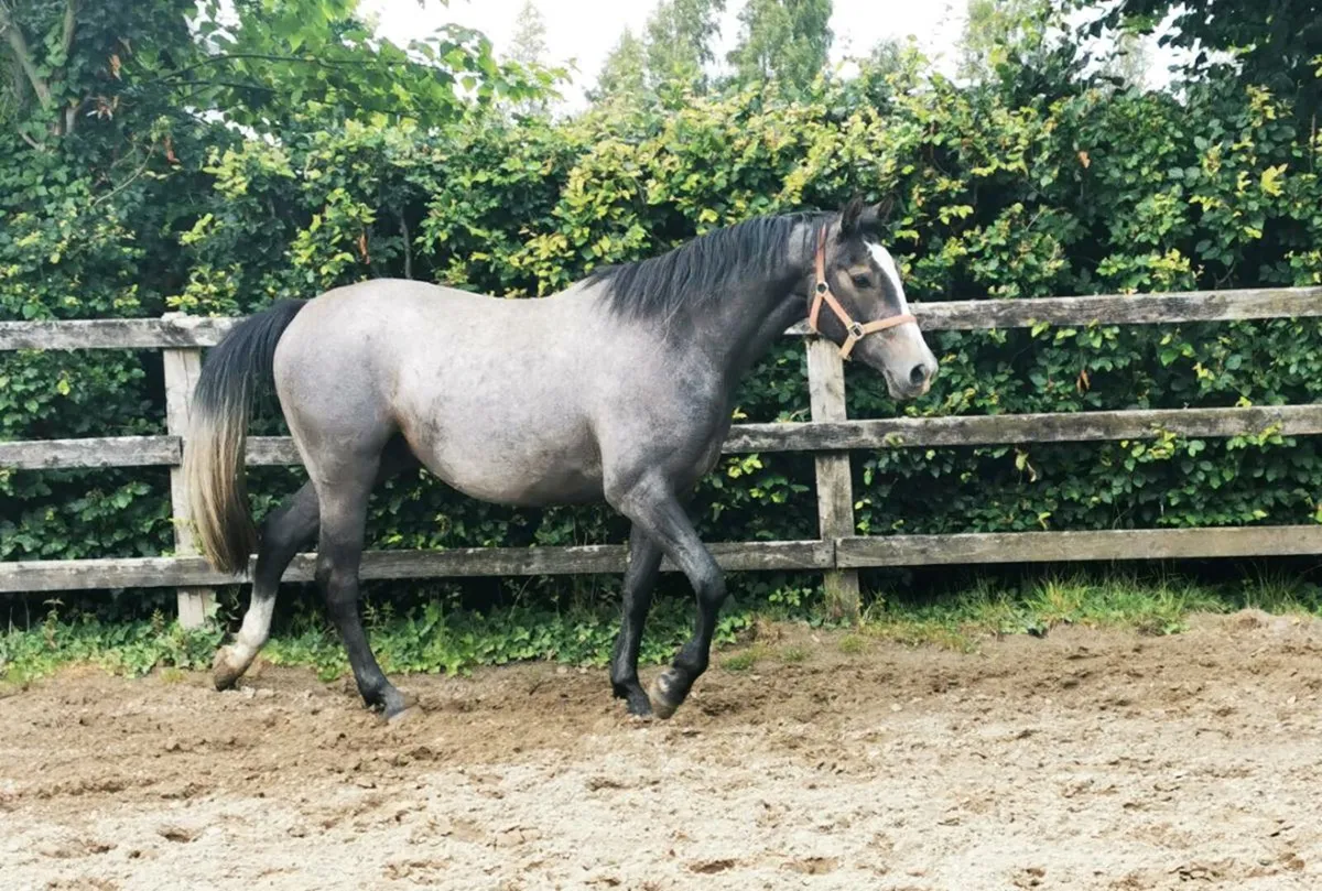 stunning 3yr old gelding - Image 1