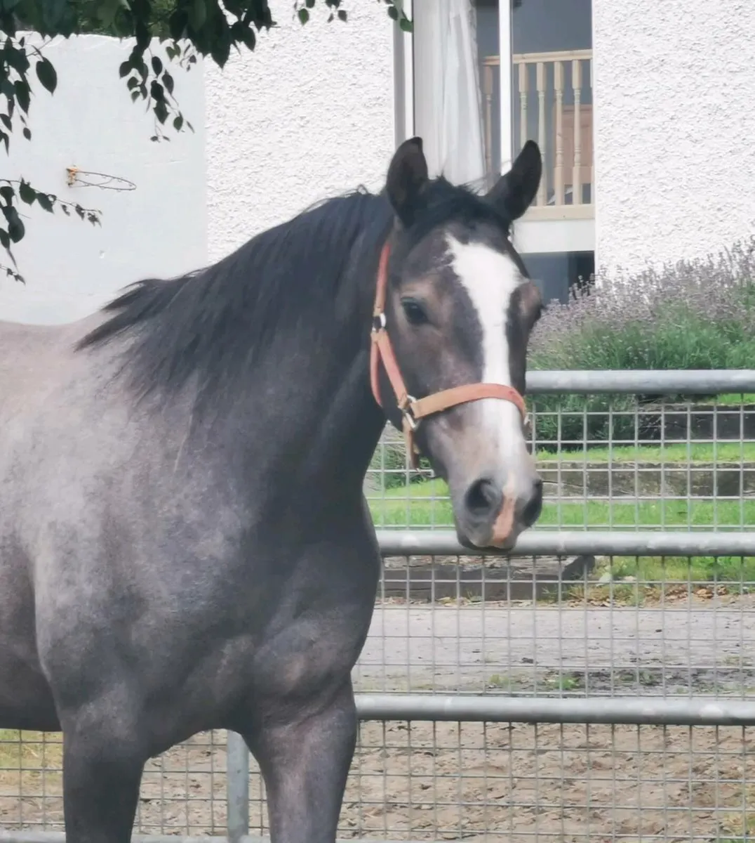 stunning 3yr old gelding - Image 2