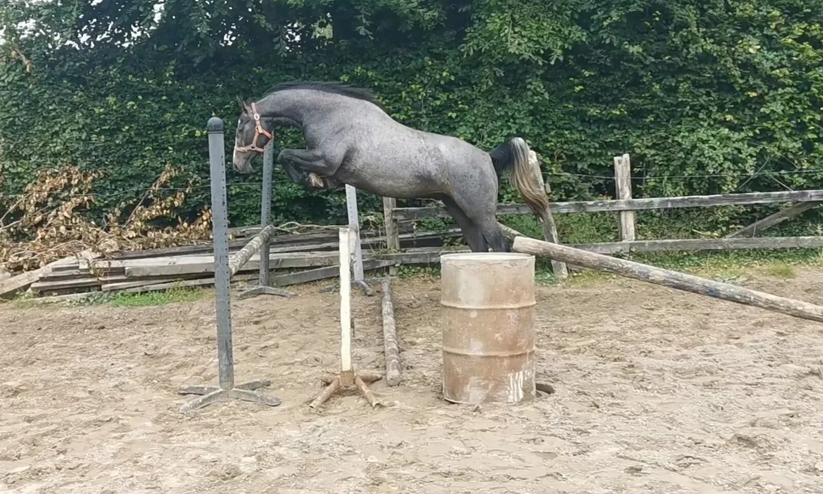 stunning 3yr old gelding - Image 4