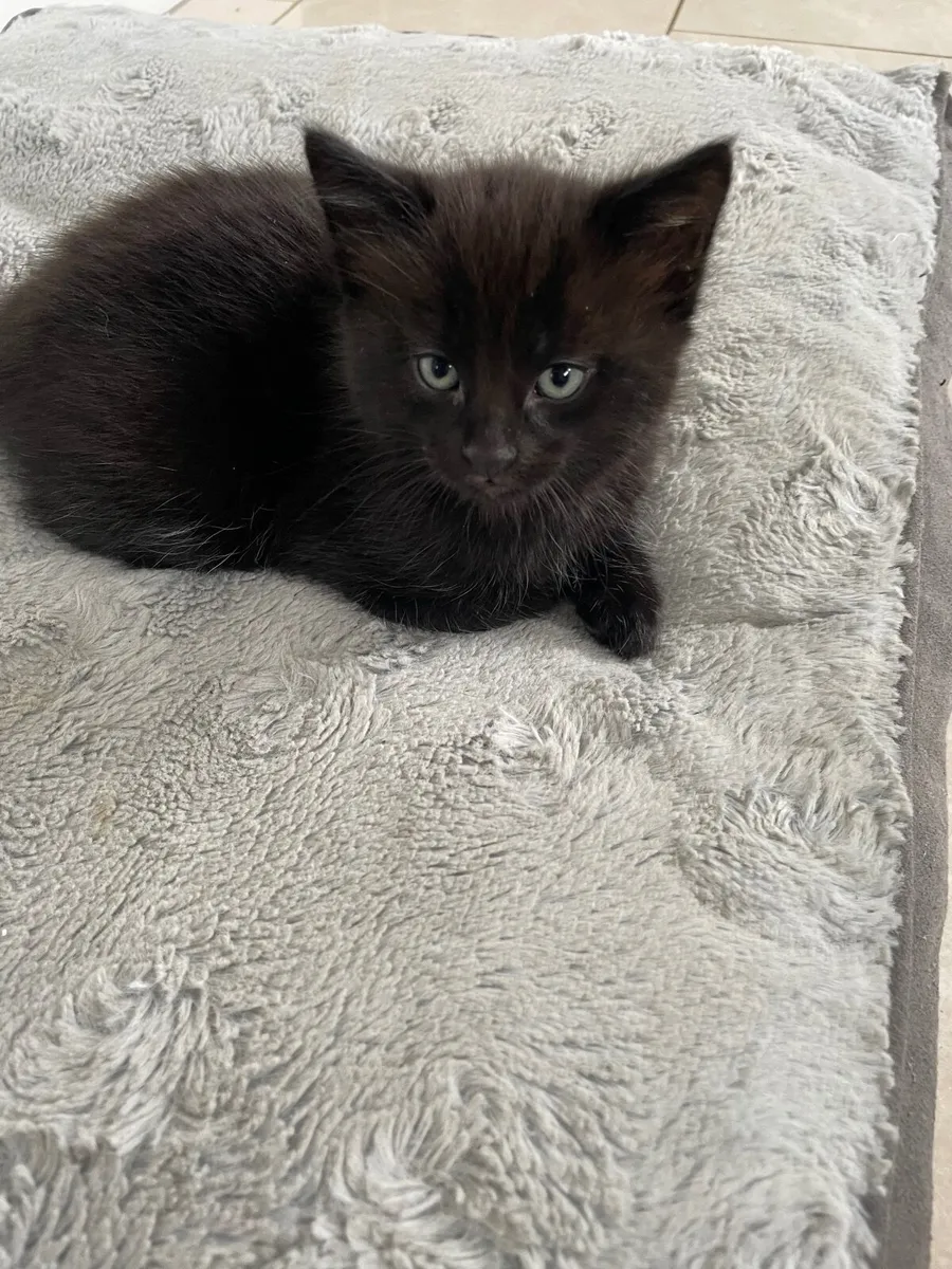 Kitten - Image 4