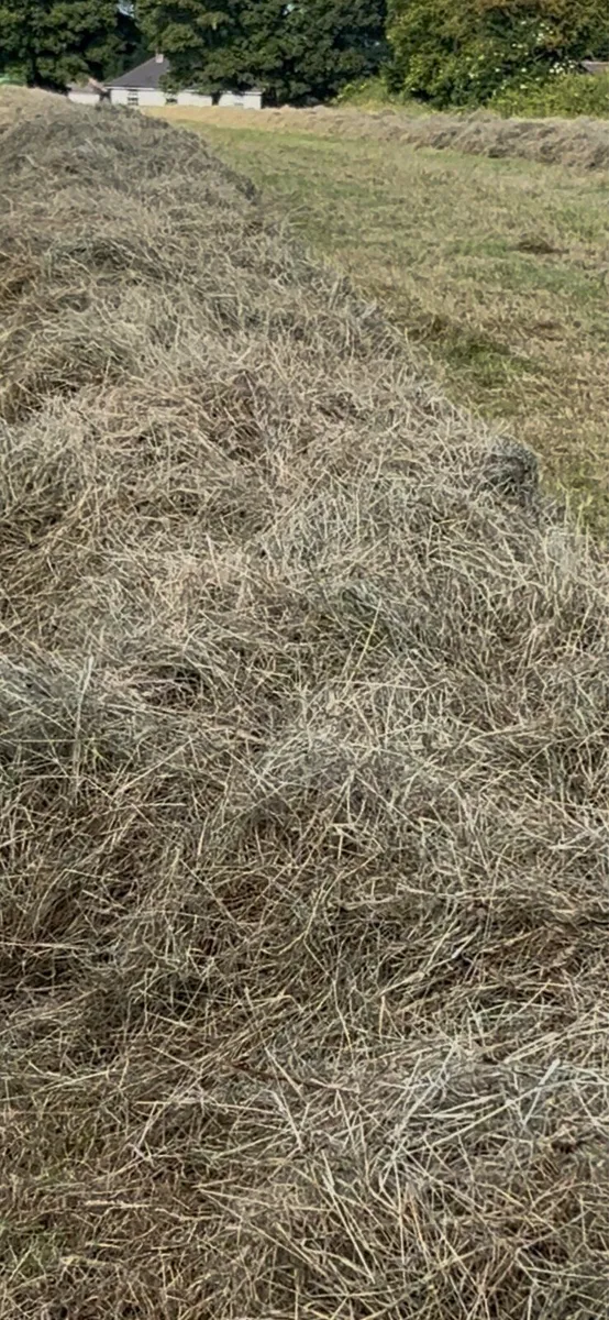 Organic Hay Top quality - Image 1