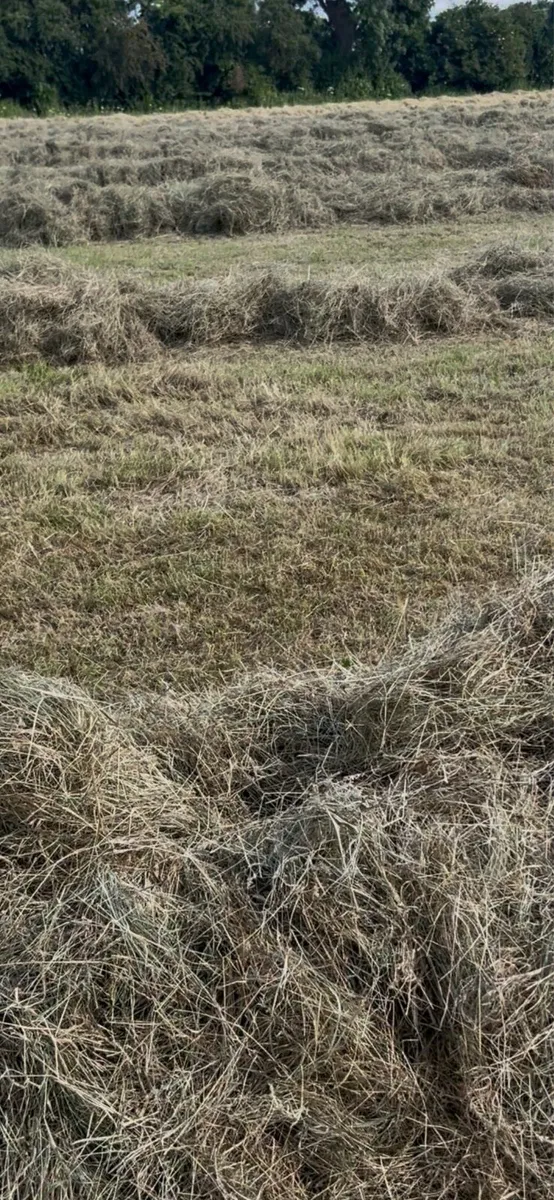 Organic Hay Top quality - Image 2