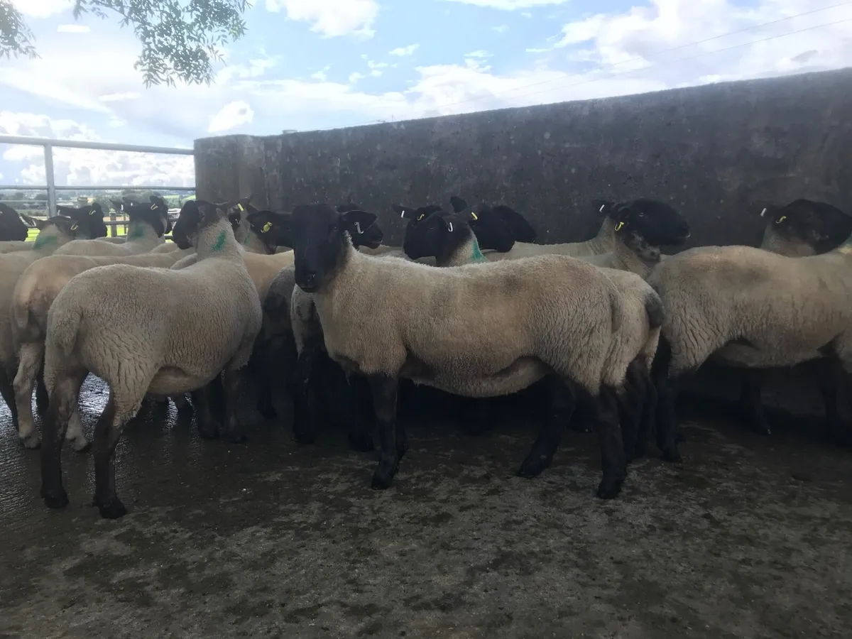Sheep - Image 1