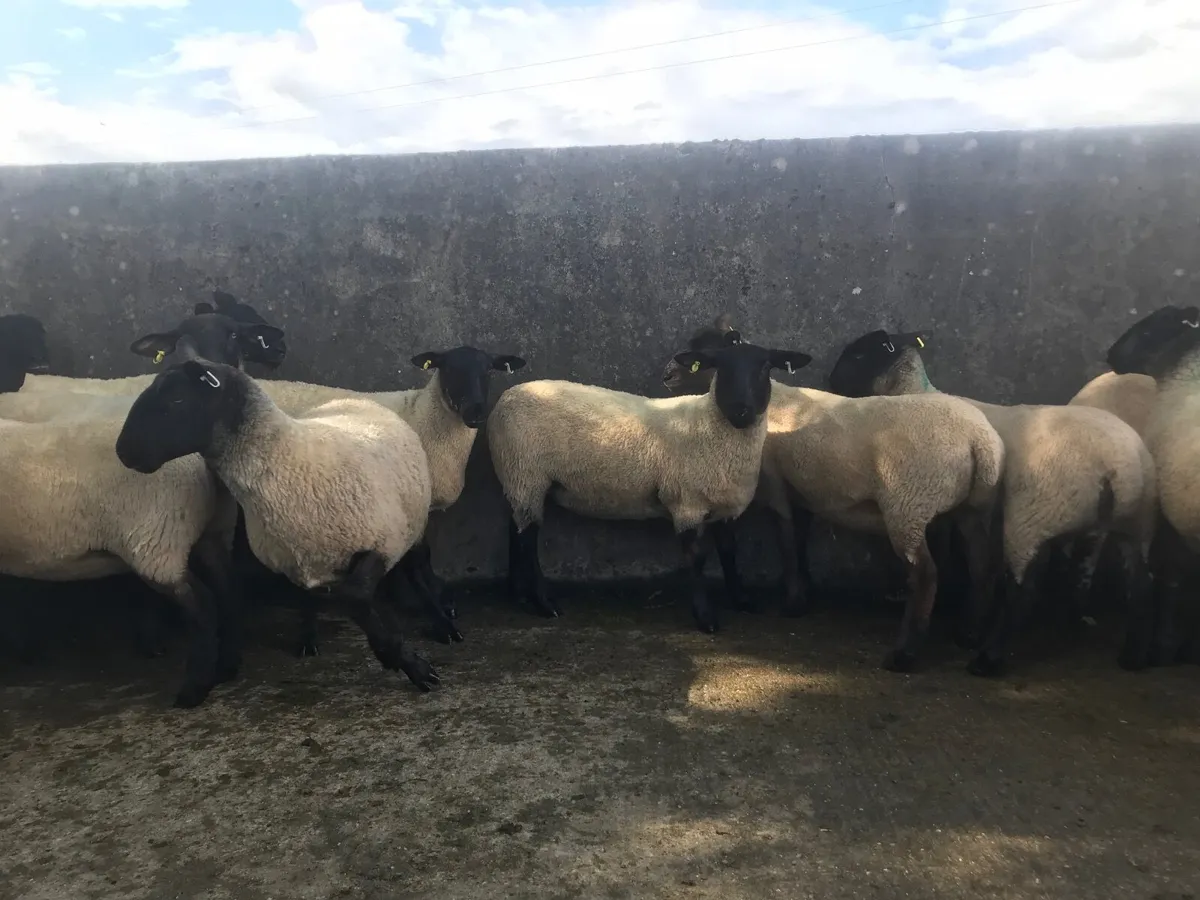 Sheep - Image 2
