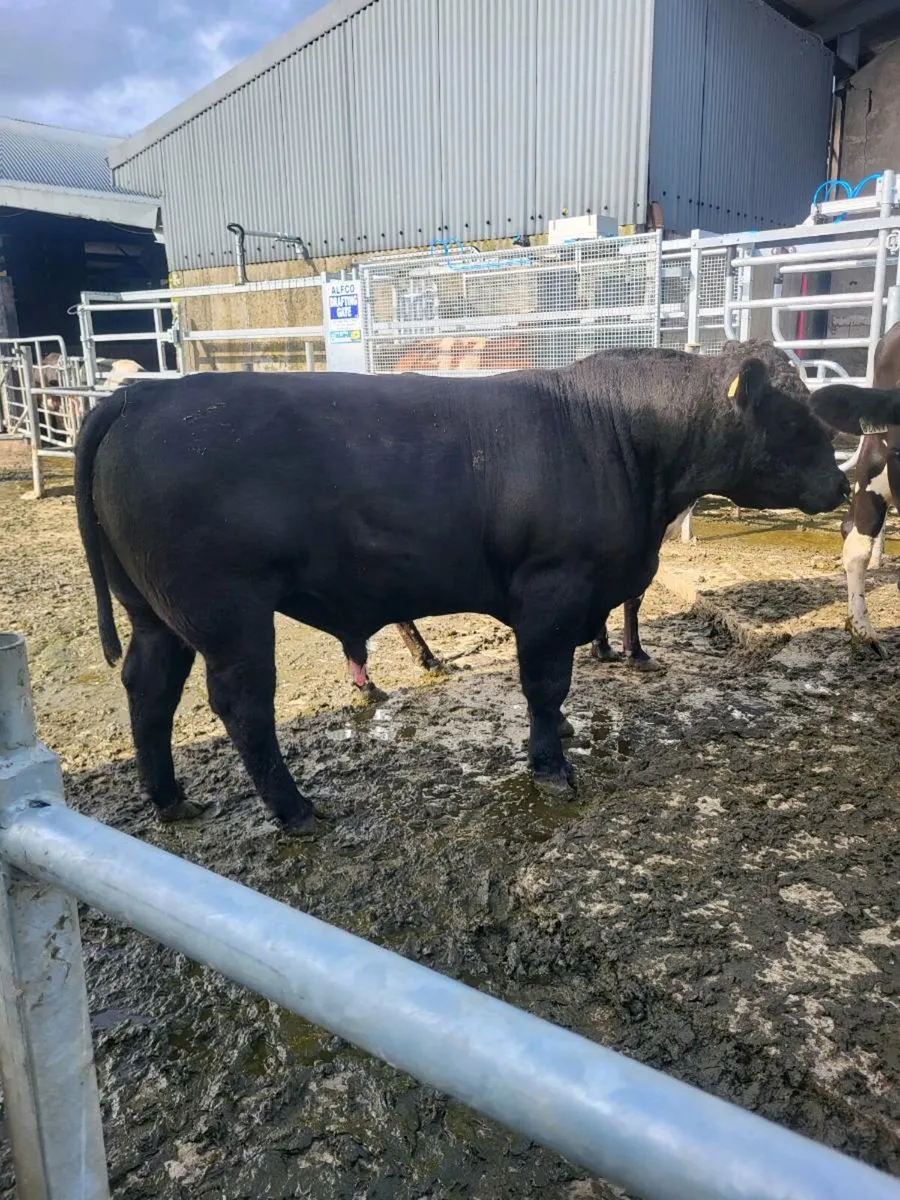 Angus bull - Image 1