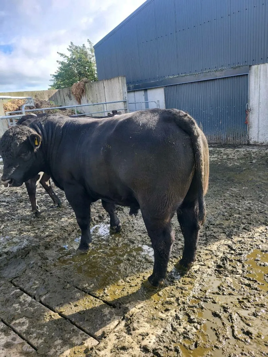 Angus bull - Image 2