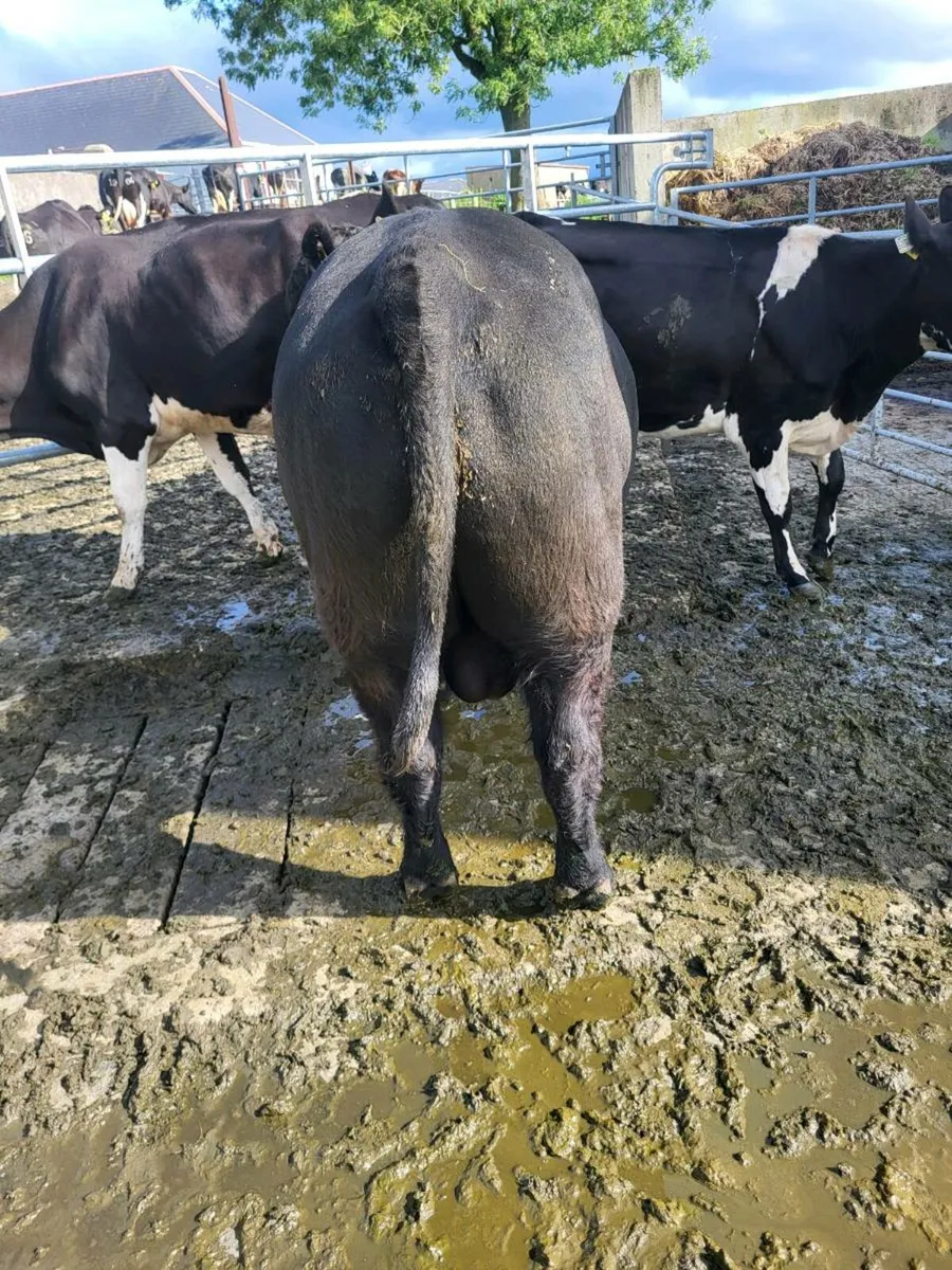 Angus bull - Image 3