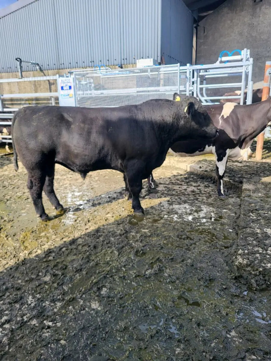 Angus bull - Image 4