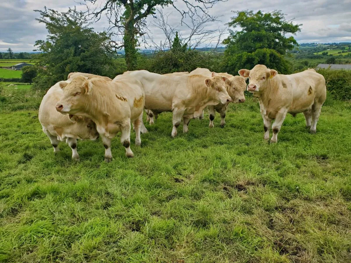 Selection of pedigree registered charolais bulls - Image 2