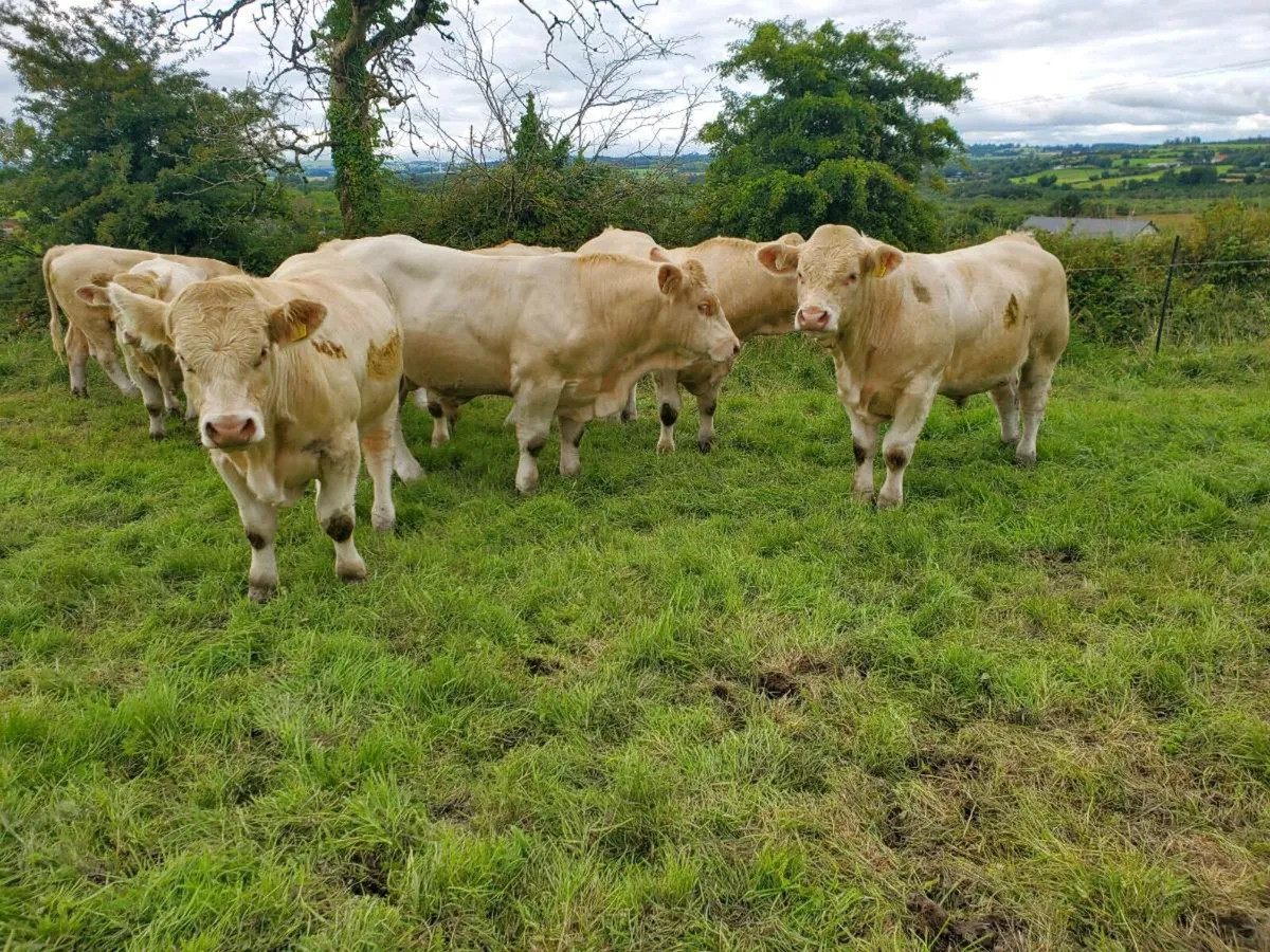 Selection of pedigree registered charolais bulls - Image 3