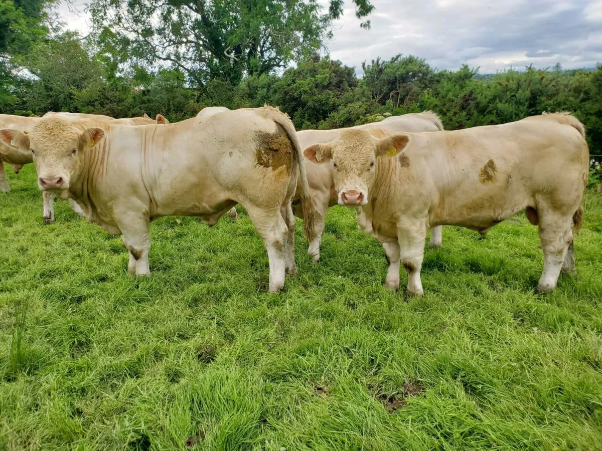 Selection of pedigree registered charolais bulls - Image 1