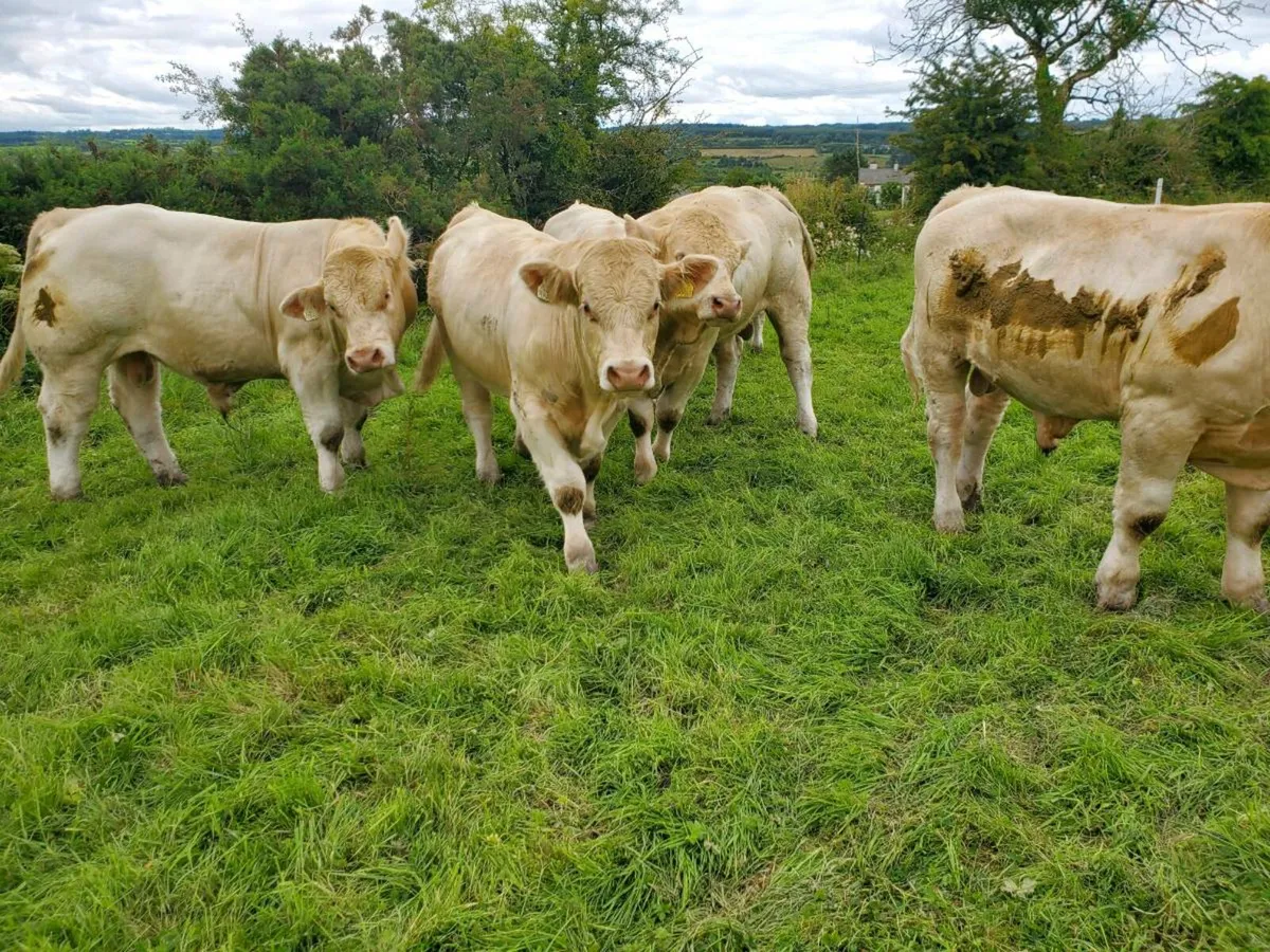 Selection of pedigree registered charolais bulls - Image 4