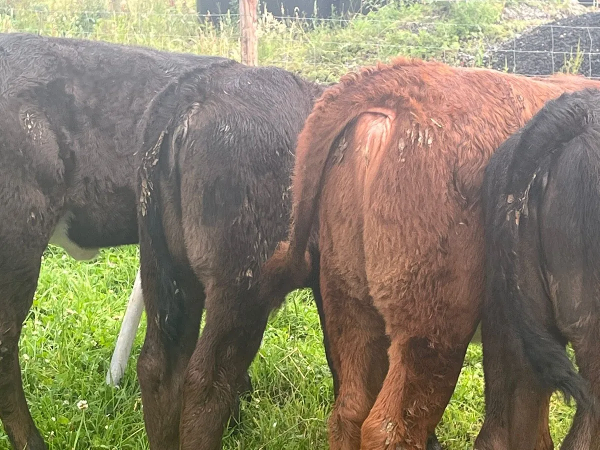 Heifer calves - Image 2