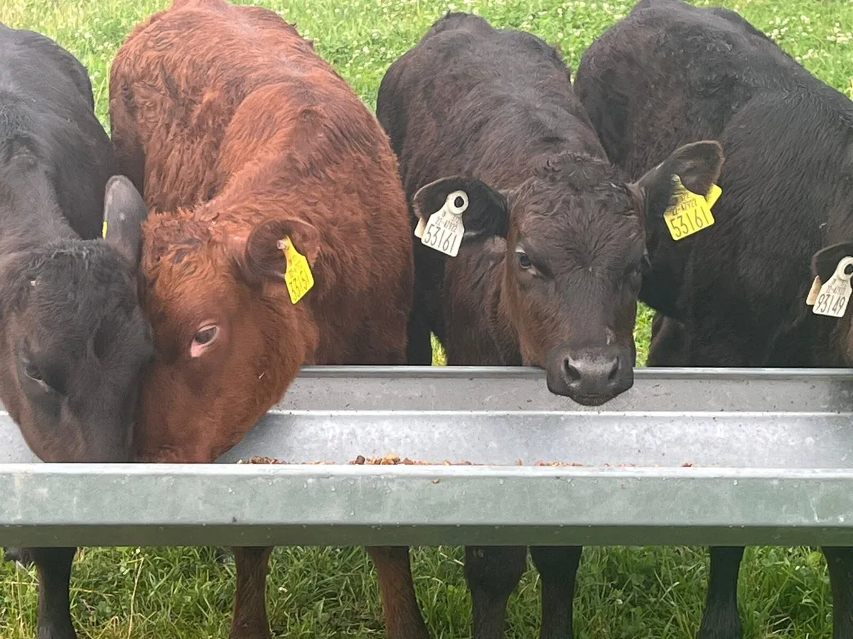 Heifer calves - Image 3