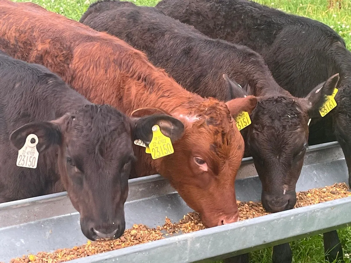 Heifer calves - Image 4