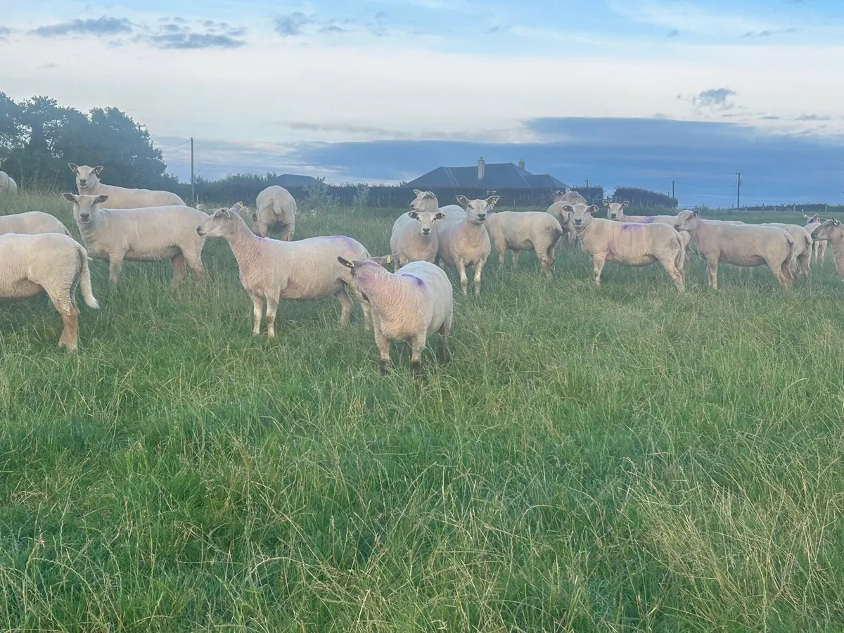 80 super breeding hogget ewes - Image 2