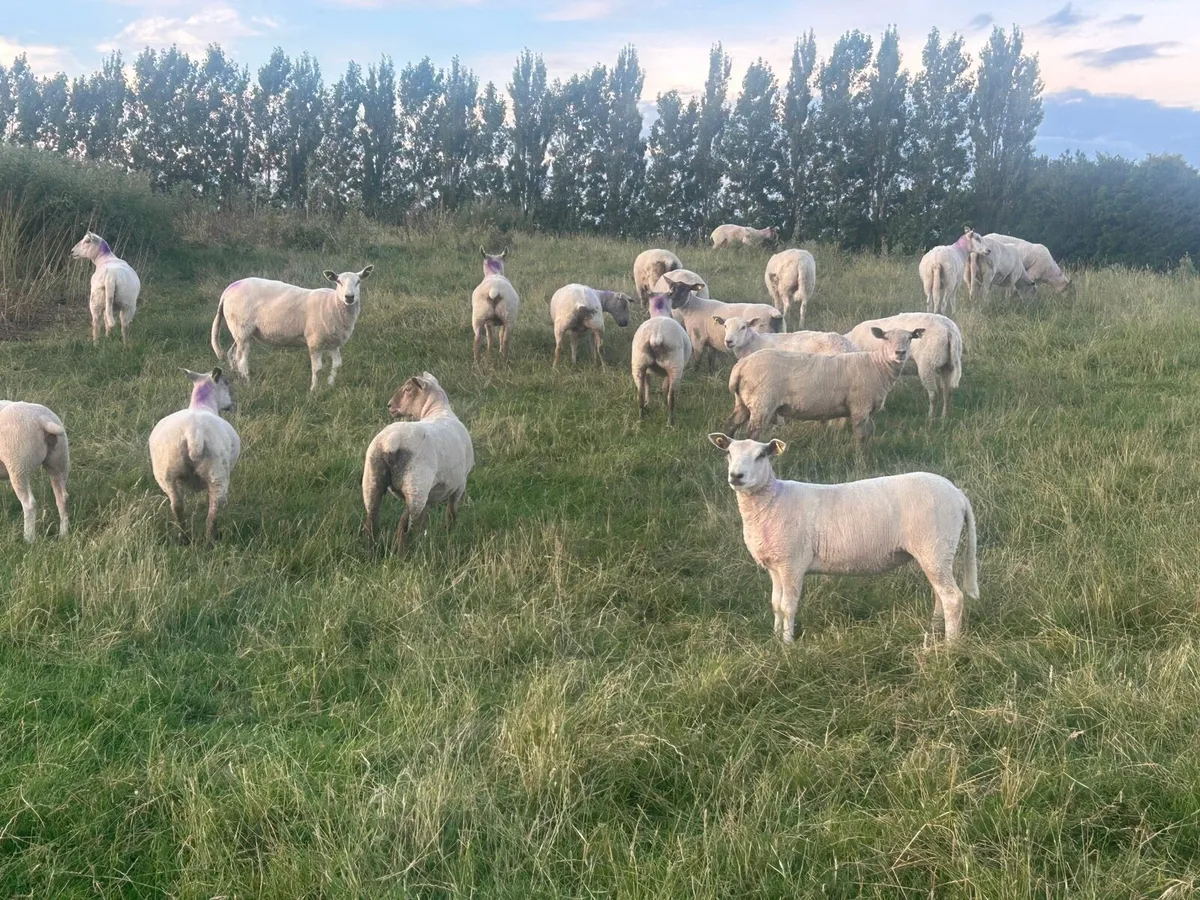 80 super breeding hogget ewes - Image 3
