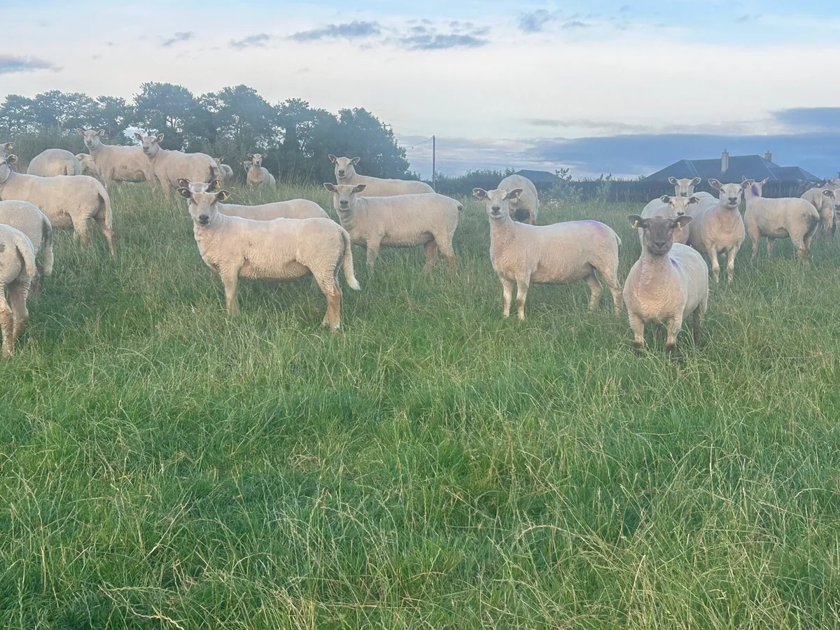 80 super breeding hogget ewes - Image 4