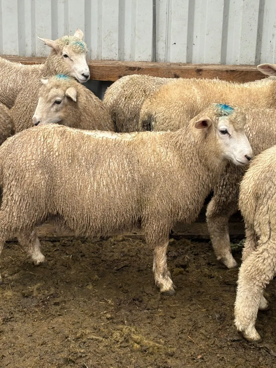100 store lambs - Image 1