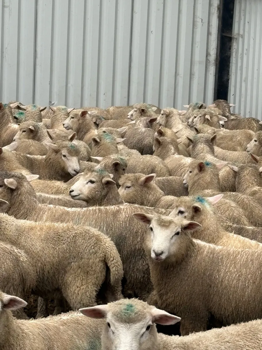 100 store lambs - Image 2