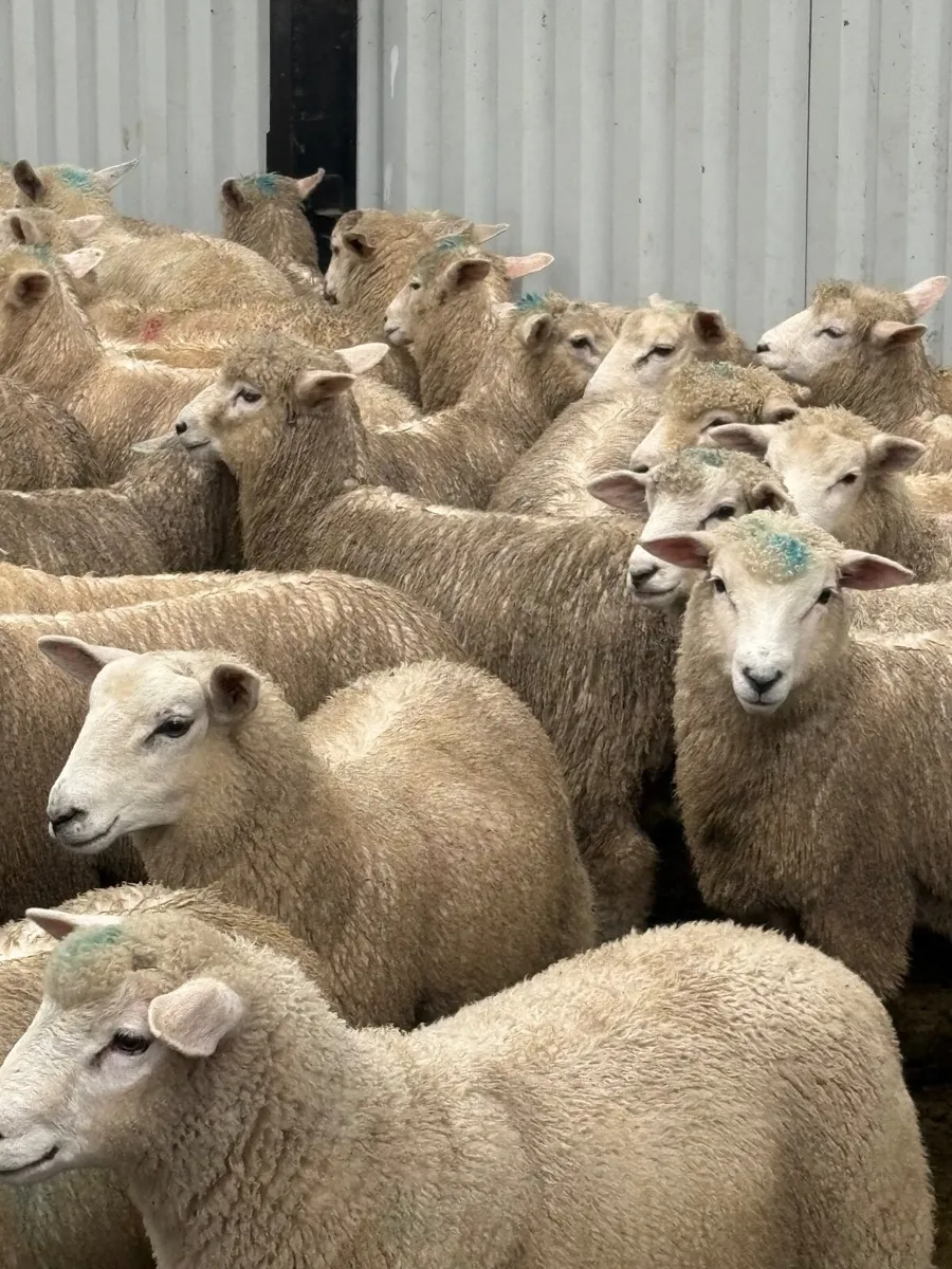 100 store lambs - Image 3