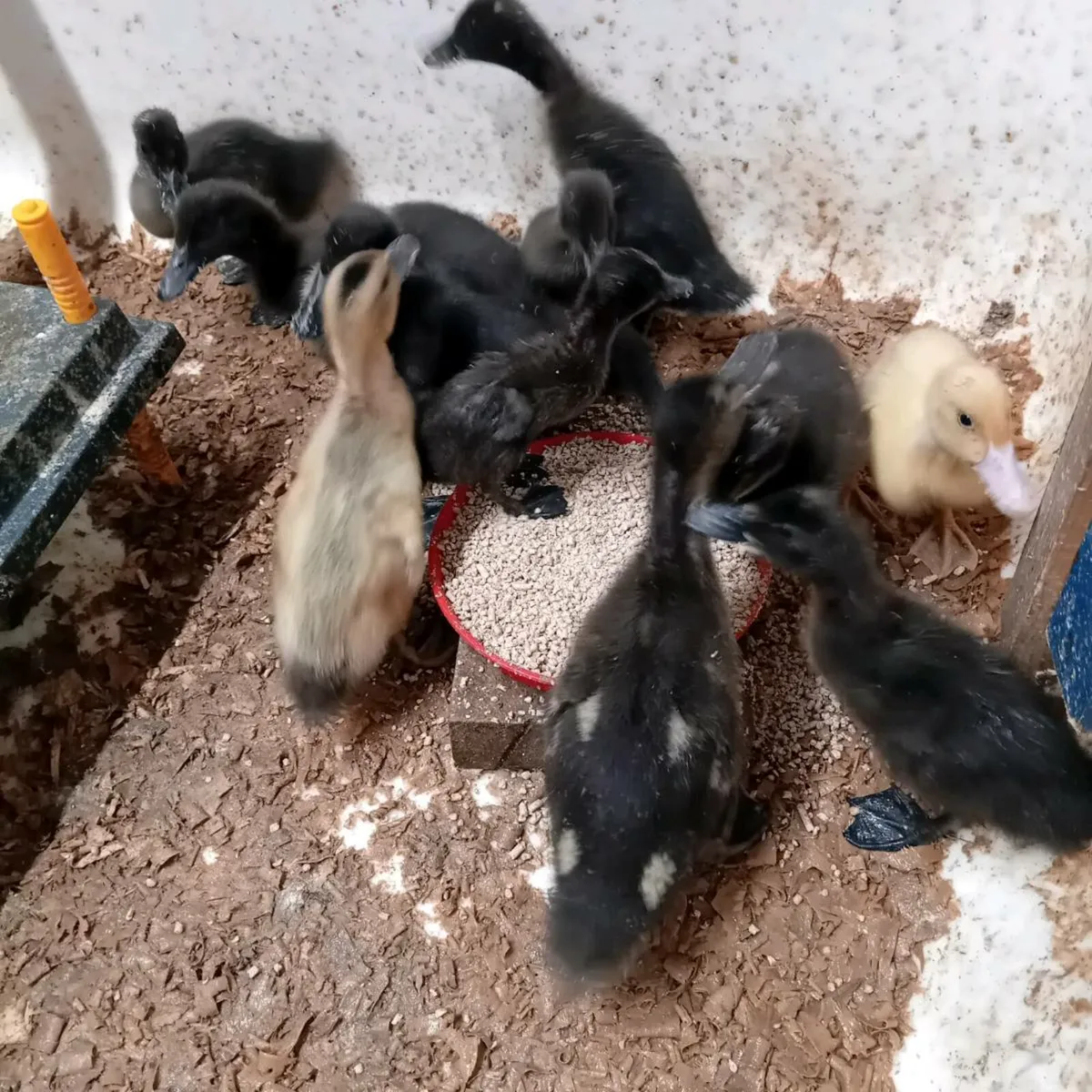 Ducklings - Image 1
