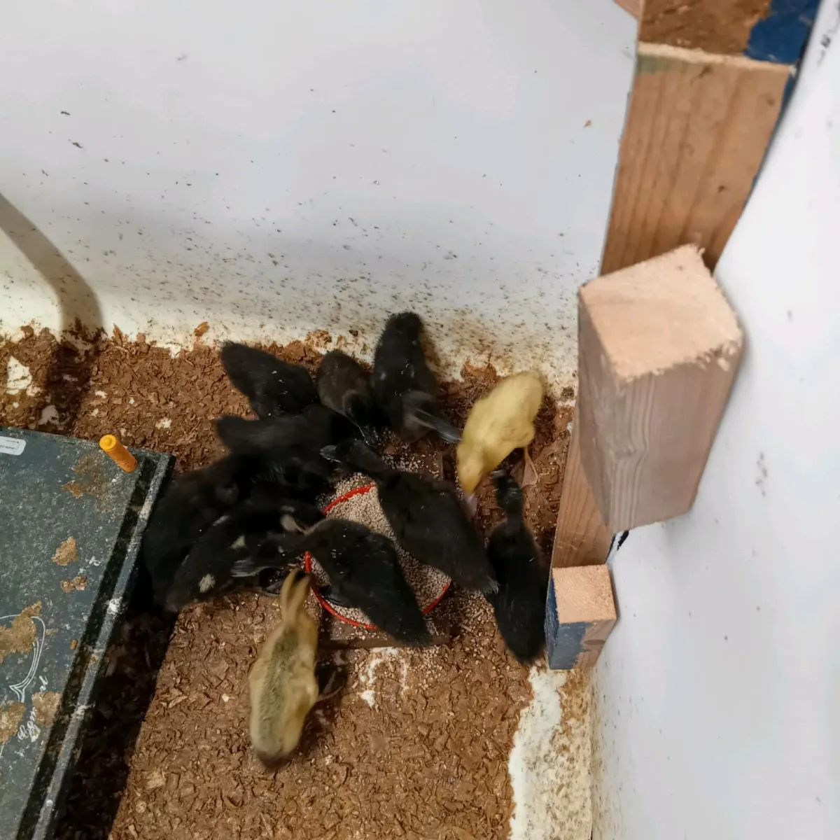 Ducklings - Image 2