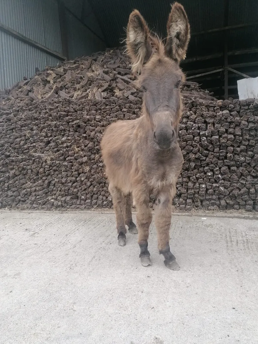 Donkey - Image 1