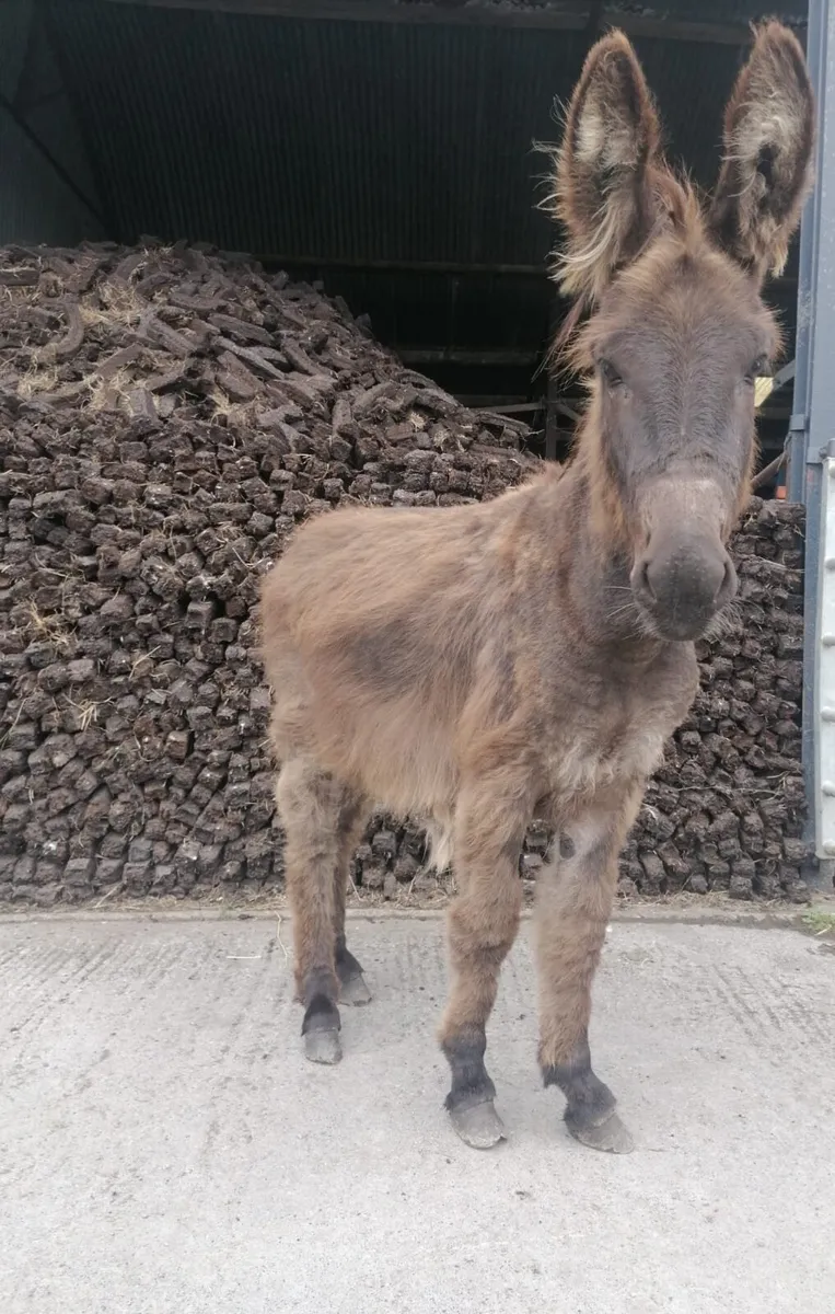 Donkey - Image 2
