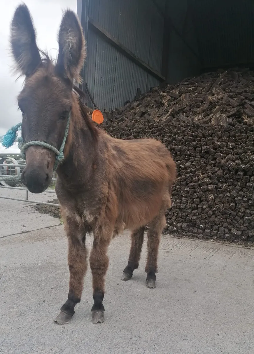 Donkey - Image 3