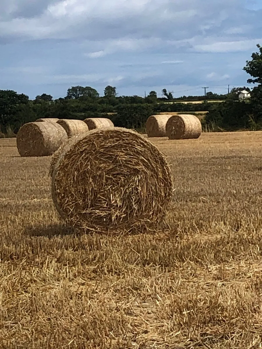 Straw / hay - Image 1