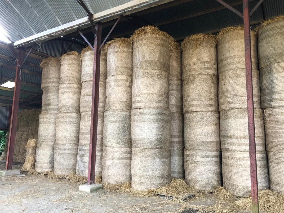 Straw / hay - Image 2
