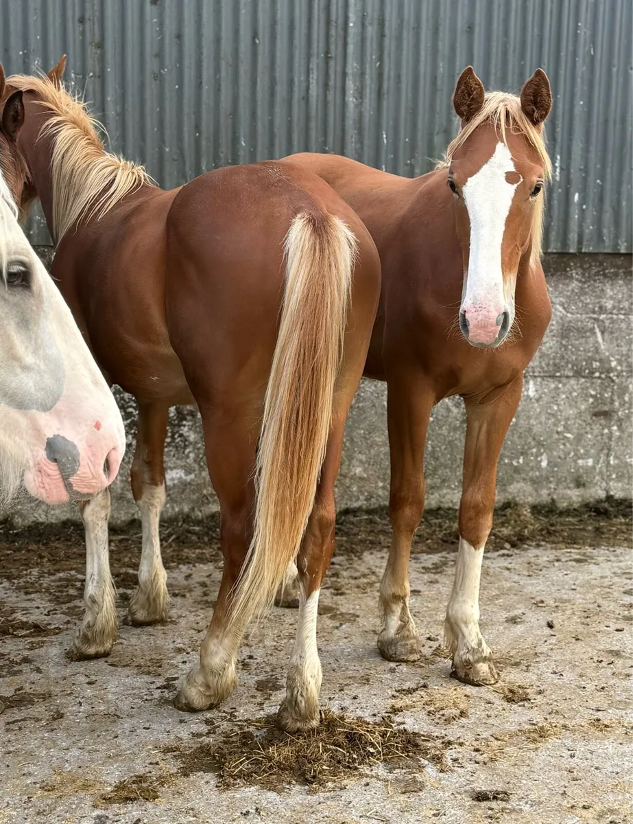 Four RID yearlings going to gort mart - Image 1