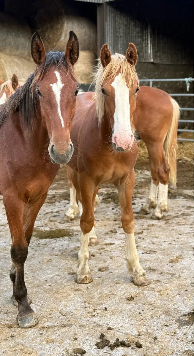 Four RID yearlings going to gort mart - Image 2