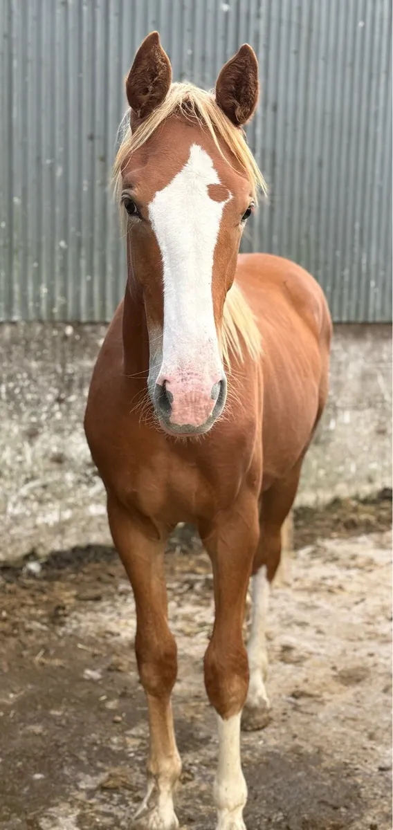 Four RID yearlings going to gort mart - Image 3