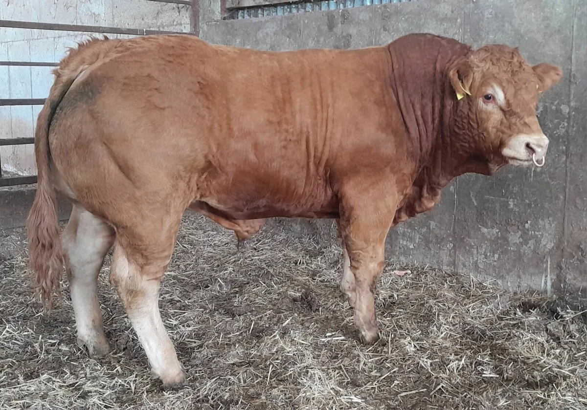 Top Quality Limousin bull